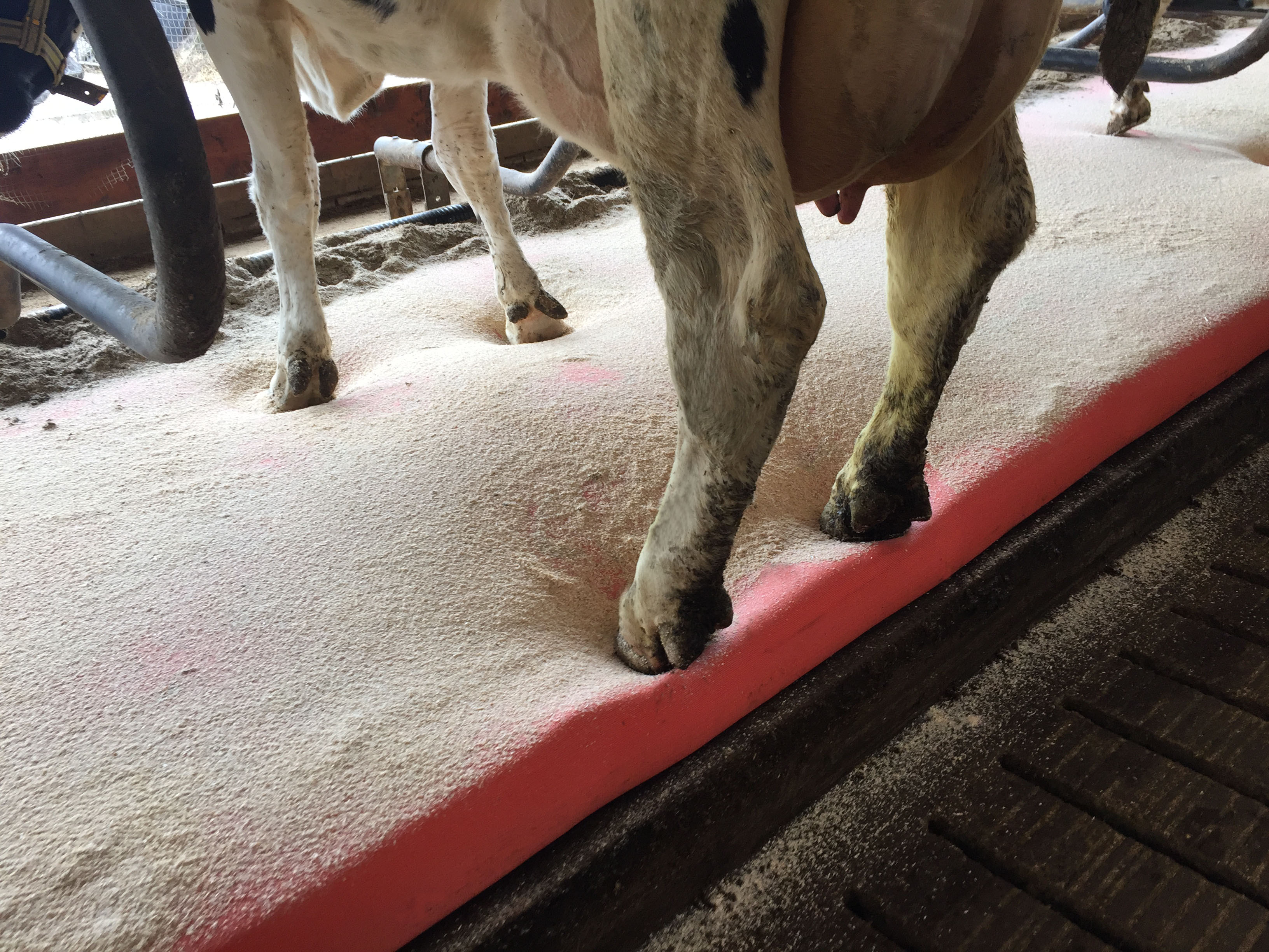 Busch reflektieren Baumeister norwegen kuh matratze Labor Stevenson Folgen